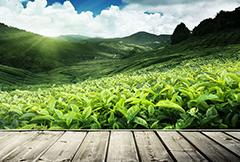 122cc太阳集成游戏(中国)有限公司官网